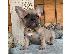PoulaTo: French bulldog